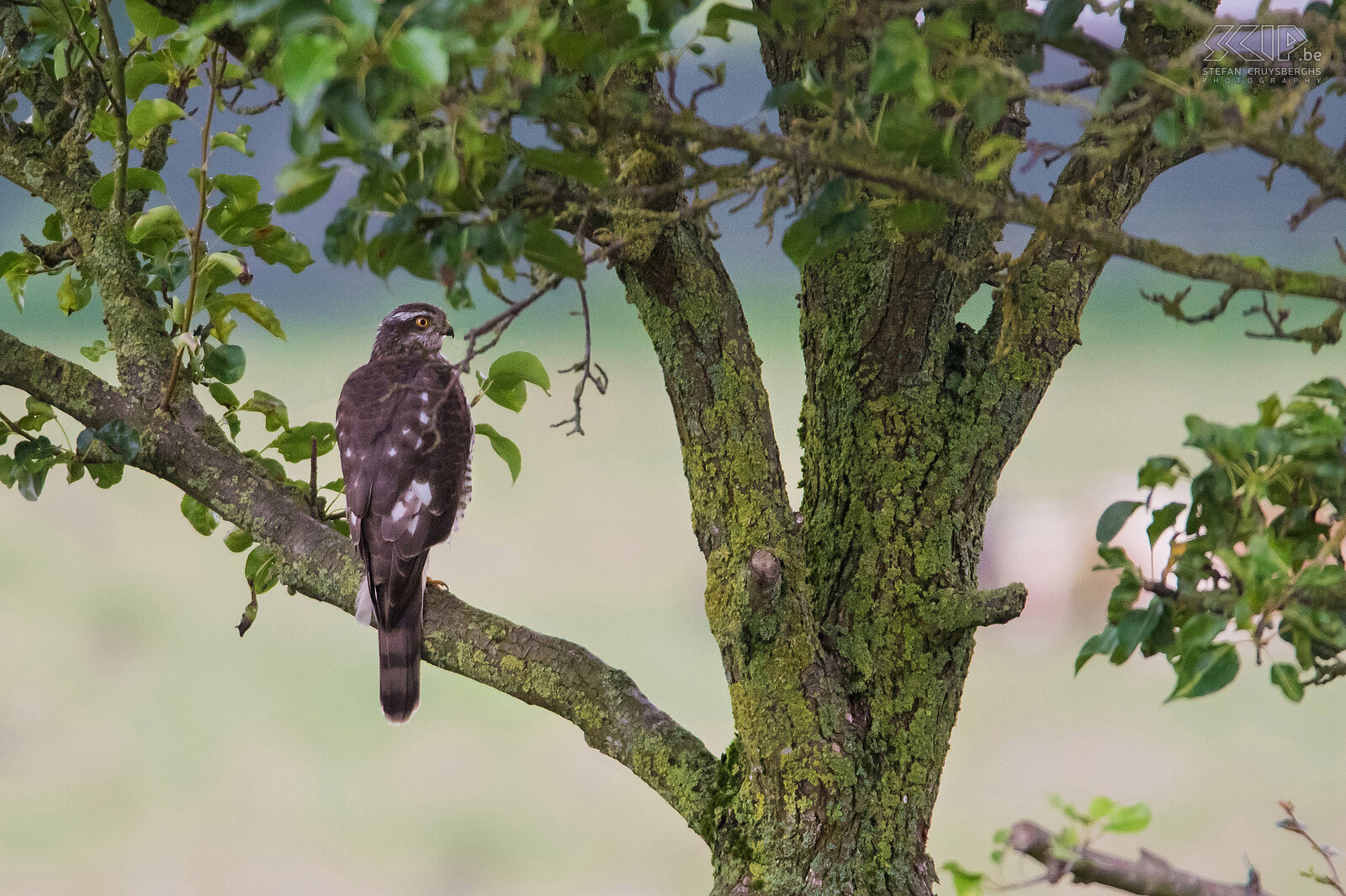 Roofvogels - Havik Een havik (Northern goshawk, Accipiter gentilis) in de perenboom achter in onze tuin in Scherpenheuvel. Stefan Cruysberghs